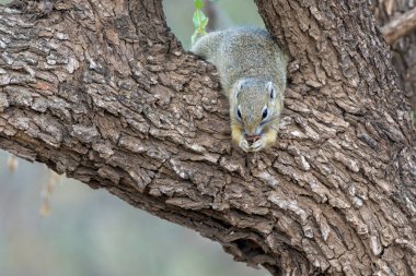 Güney Afrika 'daki Kruger Ulusal Parkı' nda yiyecek arayan ağaç sincabı (Paraxerus cepapi)                           