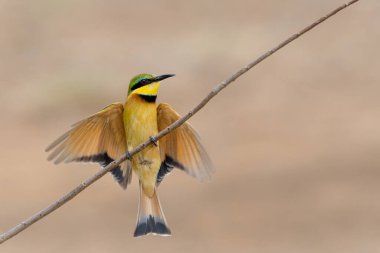  Küçük arı yiyici (merops pusillus) Güney Afrika 'daki Kruger Ulusal Parkı' nda uçuyor                              