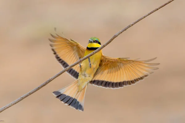 Kis Méhevő Merops Pusillus Repül Kruger Nemzeti Park Dél Afrikában — Stock Fotó