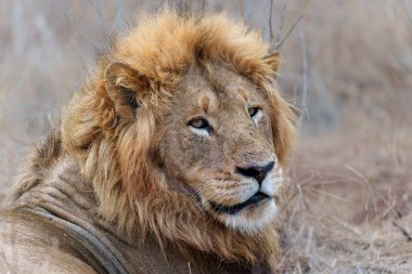  Güney Afrika 'nın Büyük Kruger Bölgesi' nde Sabi Kumları 'ndaki bir erkek aslan portresi.                             