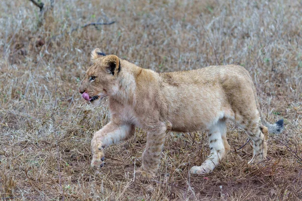 Filhote Leão Caminhando Depois Uma Grande Refeição Mato Sabi Sands — Fotografia de Stock