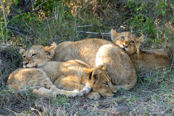 Aslan yavruları, Güney Afrika 'daki Sabi Sands oyun parkında büyük bir yemekten sonra dinleniyorlar.