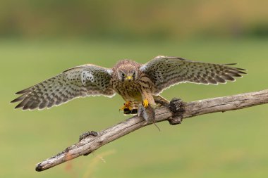 Genç olan Kestrel (Falco innunculus), Hollanda 'daki çayırlarda ebeveynlerinden yiyecek topluyor ve birbirleriyle savaşıyor.