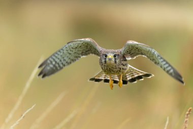 Hollanda 'daki çayırlarda uçan yaygın Kestrel (Falco innunculus) yavrusu