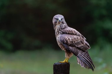 Hollanda 'nın Noord Brabant ormanında yiyecek arayan Akbaba (Buteo buteo). Yeşil orman arka planı