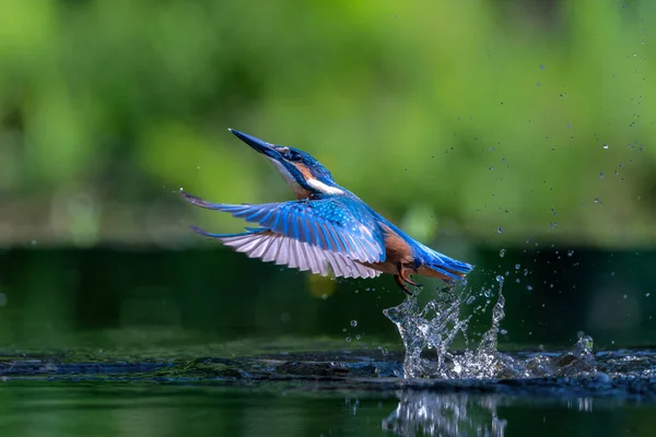 Common Kingfisher Alcedo Atthis Fishing Forest Netherlands — Stock Photo, Image