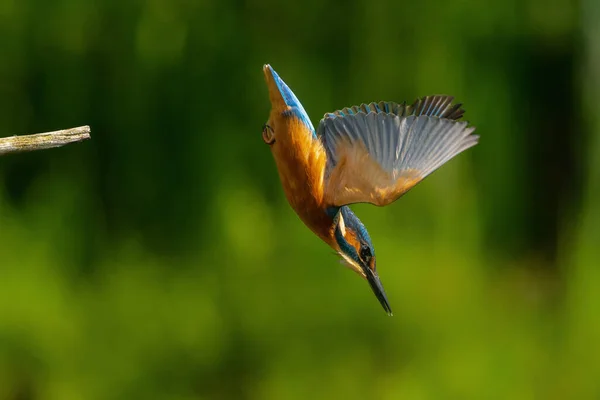 Kingfisher Comum Alcedo Atthis Voo Mergulho Para Peixes Floresta Nos — Fotografia de Stock