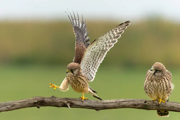 Vanlig Kestrel Falco Innunculus Ungfisk Plockar Upp Mat Från Föräldrarna — Stockfoto