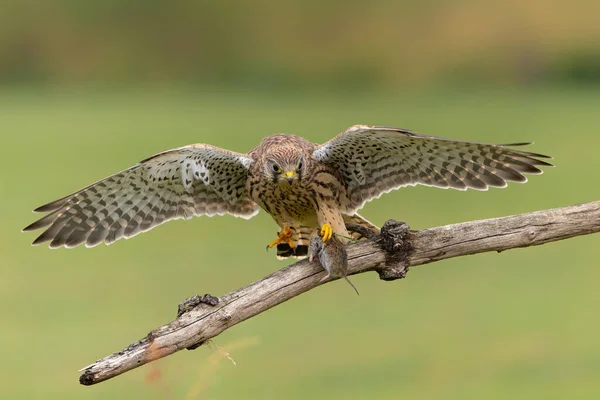 Обыкновенная Кестрель Falco Innunculus Подросток Собирающий Еду Родителей Воюющий Друг — стоковое фото