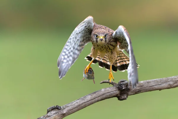 Common Kestrel Falco Innunculus Juvenile Picking Food Parents Fighting Each — Stock Photo, Image