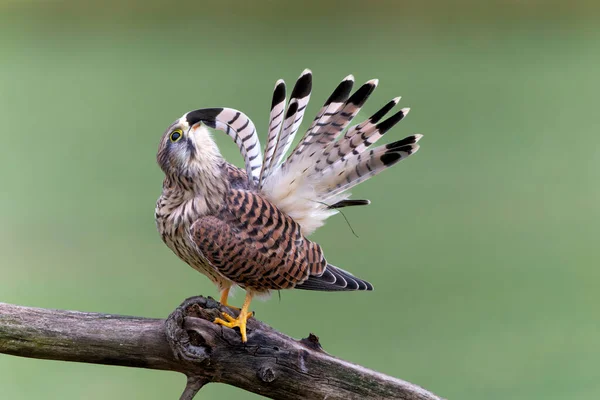 Petit Crécerelle Falco Innunculus Juvénile Assis Sur Une Branche Dans — Photo