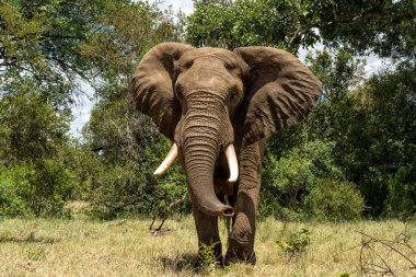 Güney Afrika 'daki Kruger Ulusal Parkı' nda yürüyen fil boğası.