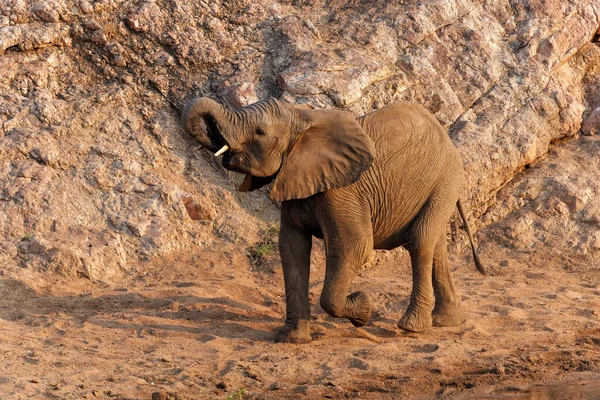 Słoń Kroczący Bykiem Parku Narodowym Kruger Republice Południowej Afryki — Zdjęcie stockowe