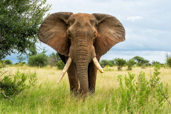 Gajah Berjalan Taman Nasional Kruger Afrika Selatan — Stok Foto