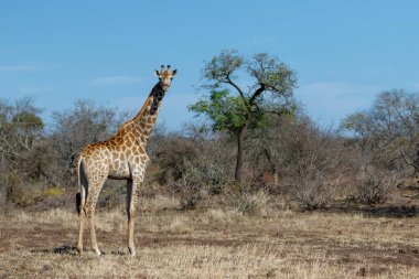 Zürafalar Güney Afrika 'daki Kruger Ulusal Parkı' nda dolaşıp yiyecek arıyorlar.