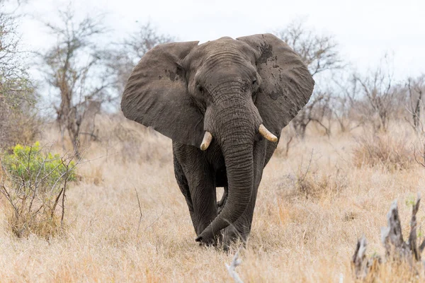 Güney Afrika 'daki Kruger Ulusal Parkı' nda yürüyen fil boğası.                               