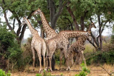 Zürafalar Güney Afrika 'daki Kruger Ulusal Parkı' nda dolaşıp yiyecek arıyorlar.