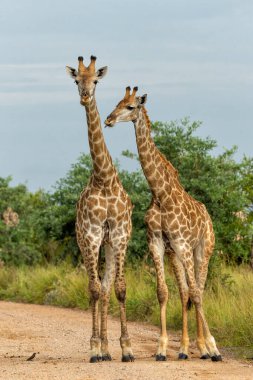 Zürafalar Güney Afrika 'daki Kruger Ulusal Parkı' nda dolaşıp yiyecek arıyorlar.