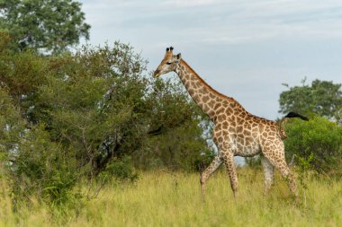 Zürafalar Güney Afrika 'daki Kruger Ulusal Parkı' nda dolaşıp yiyecek arıyorlar.