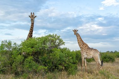 Zürafalar Güney Afrika 'daki Kruger Ulusal Parkı' nda dolaşıp yiyecek arıyorlar.
