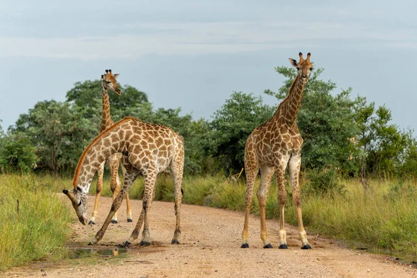 Jerapah Berjalan Jalan Dan Mencari Makanan Taman Nasional Kruger Afrika — Stok Foto