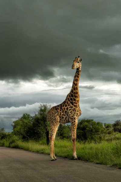 Jerapah Berjalan Jalan Dan Mencari Makanan Taman Nasional Kruger Afrika — Stok Foto