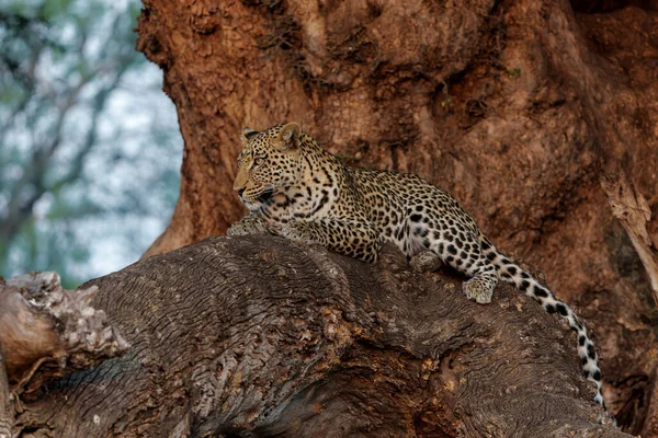 下午晚些时候 在博茨瓦纳Tuli块Mashatu野生动物保护区 美洲豹 Panthera Pardus 在Mashatu一棵树上休息 — 图库照片
