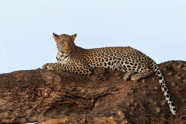 stock image Leopard (Panthera Pardus) resting in a Mashatu tree in the late afternoon in Mashatu Game Reserve in the Tuli Block in Botswana