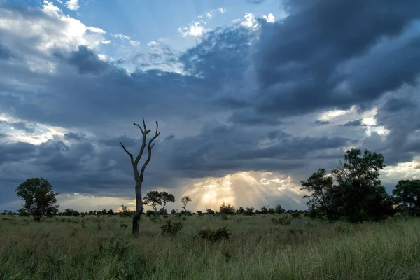 Lanskap Bagian Utara Taman Nasional Kruger Afrika Selatan Pada Musim — Stok Foto