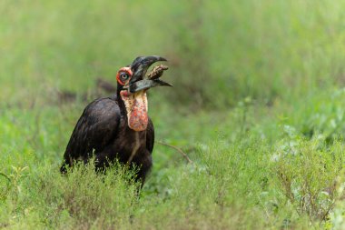 Güney Ground Hornbill (Bucorvus 'un önceleri Bucorvus cafer olarak bilinen) Güney Afrika' daki yeşil mevsimde Kruger Ulusal Parkı 'nda yiyecek ve yiyecek arayışı içindedir.