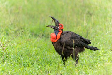 Güney Ground Hornbill (Bucorvus 'un önceleri Bucorvus cafer olarak bilinen) Güney Afrika' daki yeşil mevsimde Kruger Ulusal Parkı 'nda yiyecek ve yiyecek arayışı içindedir.