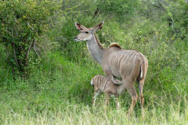Anne ve küçük bir bebek Büyük Kudu (Tragelaphus strepsiceros) Güney Afrika 'daki Kruger Ulusal Parkı' nda dolaşıyorlar.