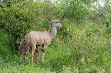 Anne ve küçük bir bebek Büyük Kudu (Tragelaphus strepsiceros) Güney Afrika 'daki Kruger Ulusal Parkı' nda dolaşıyorlar.