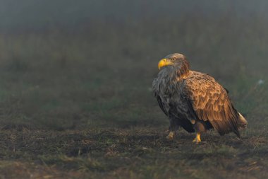 Beyaz kuyruklu kartallar (Haliaeetus albicilla) sabahın erken saatlerinde Polonya ormanlarındaki bir tarlada yiyecek arıyorlar..