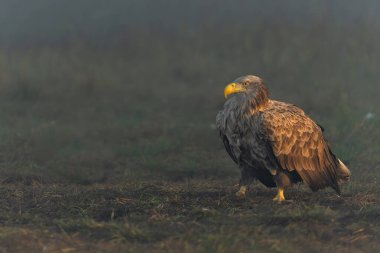 White tailed eagles (Haliaeetus albicilla) searching for food in the early morning on a field in the forest in Poland. clipart