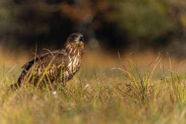 Beyaz kuyruklu kartallar (Haliaeetus albicilla) sabahın erken saatlerinde Polonya ormanlarındaki bir tarlada yiyecek arıyorlar..