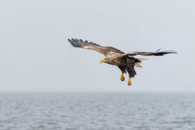 Beyaz Kuyruklu Kartal (Haliaeetus albicilla), Avrasya deniz kartalı ve beyaz kuyruklu deniz kartalı olarak da bilinir. Kartal, Polonya, Avrupa 'daki Oder nehrinde balık yakalamak için uçuyor..