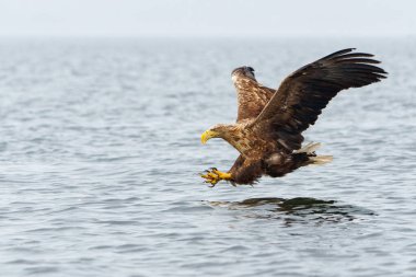 Beyaz Kuyruklu Kartal (Haliaeetus albicilla), Avrasya deniz kartalı ve beyaz kuyruklu deniz kartalı olarak da bilinir. Kartal, Polonya, Avrupa 'daki Oder nehrinde balık yakalamak için uçuyor..