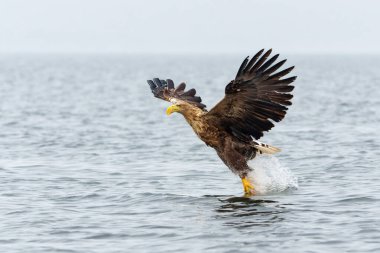 Beyaz Kuyruklu Kartal (Haliaeetus albicilla), Avrasya deniz kartalı ve beyaz kuyruklu deniz kartalı olarak da bilinir. Kartal, Polonya, Avrupa 'daki Oder nehrinde balık yakalamak için uçuyor..