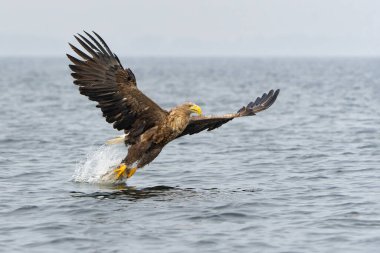 Beyaz Kuyruklu Kartal (Haliaeetus albicilla), Avrasya deniz kartalı ve beyaz kuyruklu deniz kartalı olarak da bilinir. Kartal, Polonya, Avrupa 'daki Oder nehrinde balık yakalamak için uçuyor..