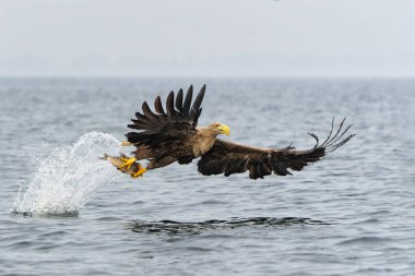 Beyaz Kuyruklu Kartal (Haliaeetus albicilla), Avrasya deniz kartalı ve beyaz kuyruklu deniz kartalı olarak da bilinir. Kartal, Polonya, Avrupa 'daki Oder nehrinde balık yakalamak için uçuyor..