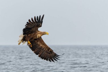 Beyaz Kuyruklu Kartal (Haliaeetus albicilla), Avrasya deniz kartalı ve beyaz kuyruklu deniz kartalı olarak da bilinir. Kartal, Polonya, Avrupa 'daki Oder nehrinde balık yakalamak için uçuyor..