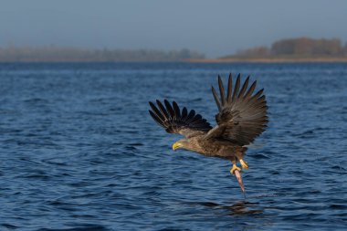 Beyaz Kuyruklu Kartal (Haliaeetus albicilla), Avrasya deniz kartalı ve beyaz kuyruklu deniz kartalı olarak da bilinir. Kartal, Polonya, Avrupa 'daki Oder nehrinde balık yakalamak için uçuyor..