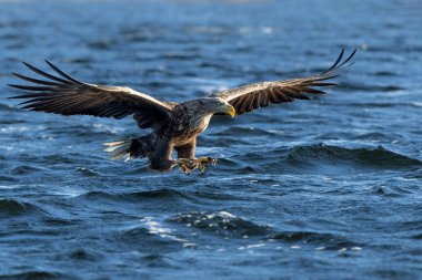 Beyaz Kuyruklu Kartal (Haliaeetus albicilla), Avrasya deniz kartalı ve beyaz kuyruklu deniz kartalı olarak da bilinir. Kartal, Polonya, Avrupa 'daki Oder nehrinde balık yakalamak için uçuyor..
