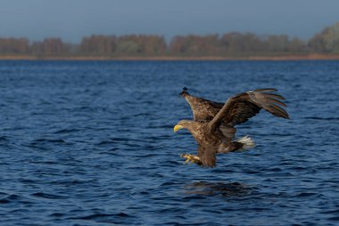 Beyaz Kuyruklu Kartal (Haliaeetus albicilla), Avrasya deniz kartalı ve beyaz kuyruklu deniz kartalı olarak da bilinir. Kartal, Polonya, Avrupa 'daki Oder nehrinde balık yakalamak için uçuyor..