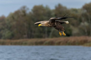 Beyaz Kuyruklu Kartal (Haliaeetus albicilla), Avrasya deniz kartalı ve beyaz kuyruklu deniz kartalı olarak da bilinir. Kartal, Polonya, Avrupa 'daki Oder nehrinde balık yakalamak için uçuyor..