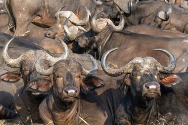 Bufalo sürüsü Güney Afrika 'daki Büyük Kruger Bölgesi' nde Manyeleti Oyun Alanı 'nda dinleniyor.