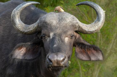 Güney Afrika 'daki Büyük Kruger Bölgesi' nin bir parçası olan Manyeleti Oyun Rezervi 'nde bir Afrika bufalosunun üzerinde oturan kırmızı gagalı öküzler.