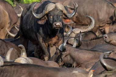 Bufalo sürüsü Güney Afrika 'daki Büyük Kruger Bölgesi' nde Manyeleti Oyun Alanı 'nda dinleniyor.