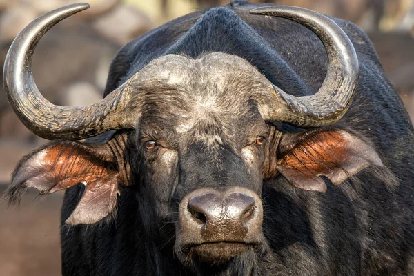 Güney Afrika 'da, Büyük Kruger Bölgesi' nin bir parçası olan oyun rezervindeki Afrikalı bir bufalonun portresi.